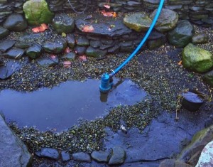 Spring Pond Maintenance