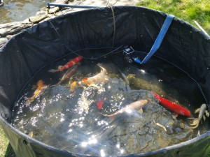 Spring Pond Maintenance