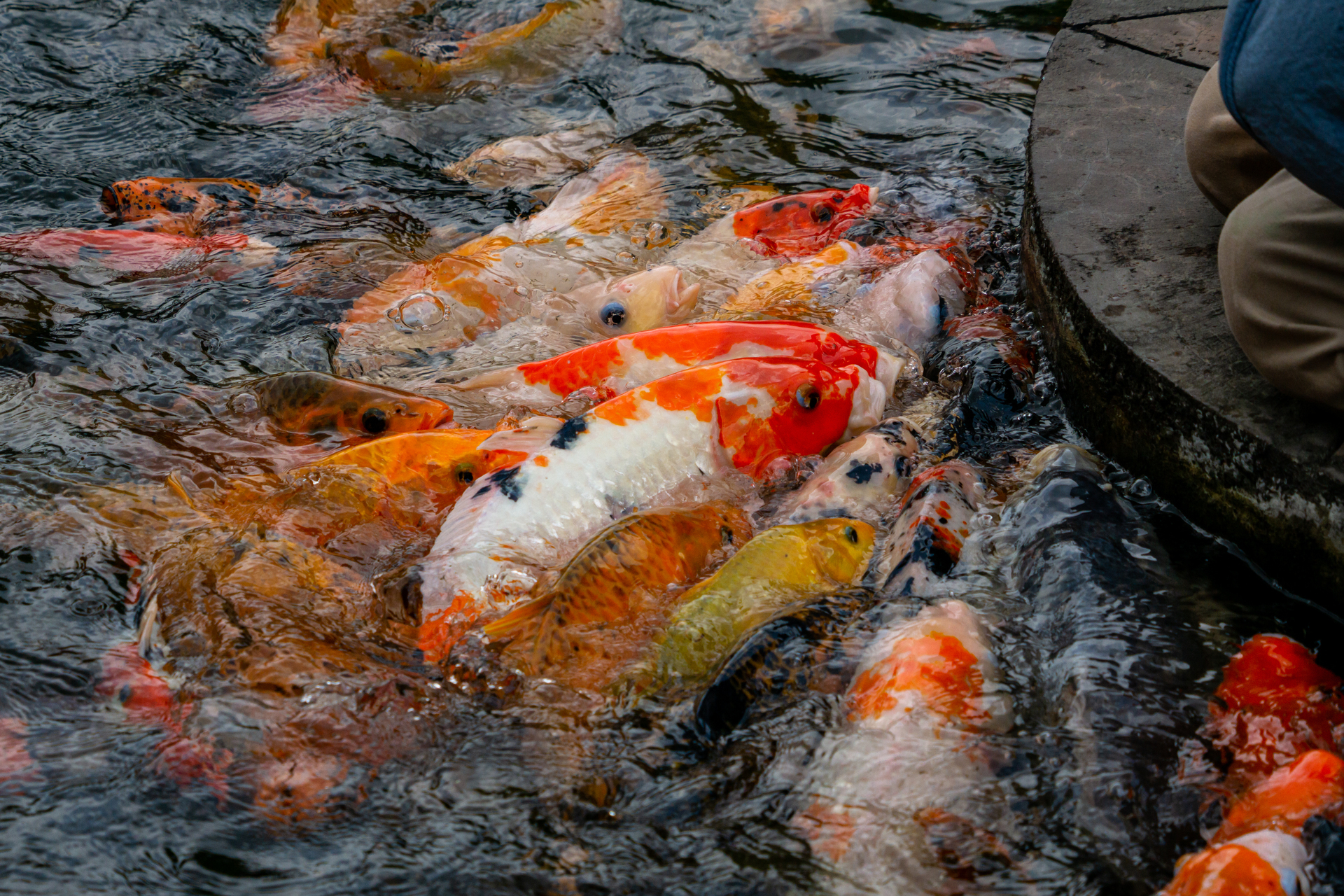 A bunch of koi fish coming right up to a person for food next to a pond.