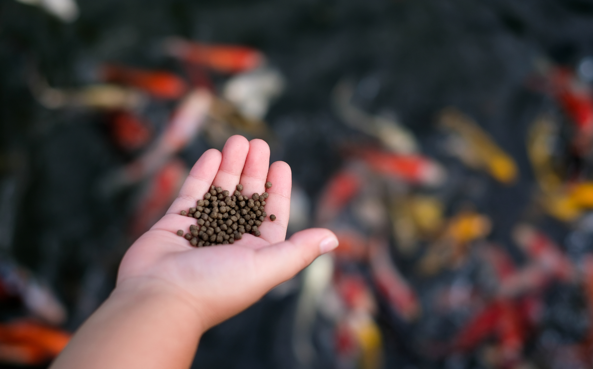 A hand reaching out to feed a pond full of Koi fish.