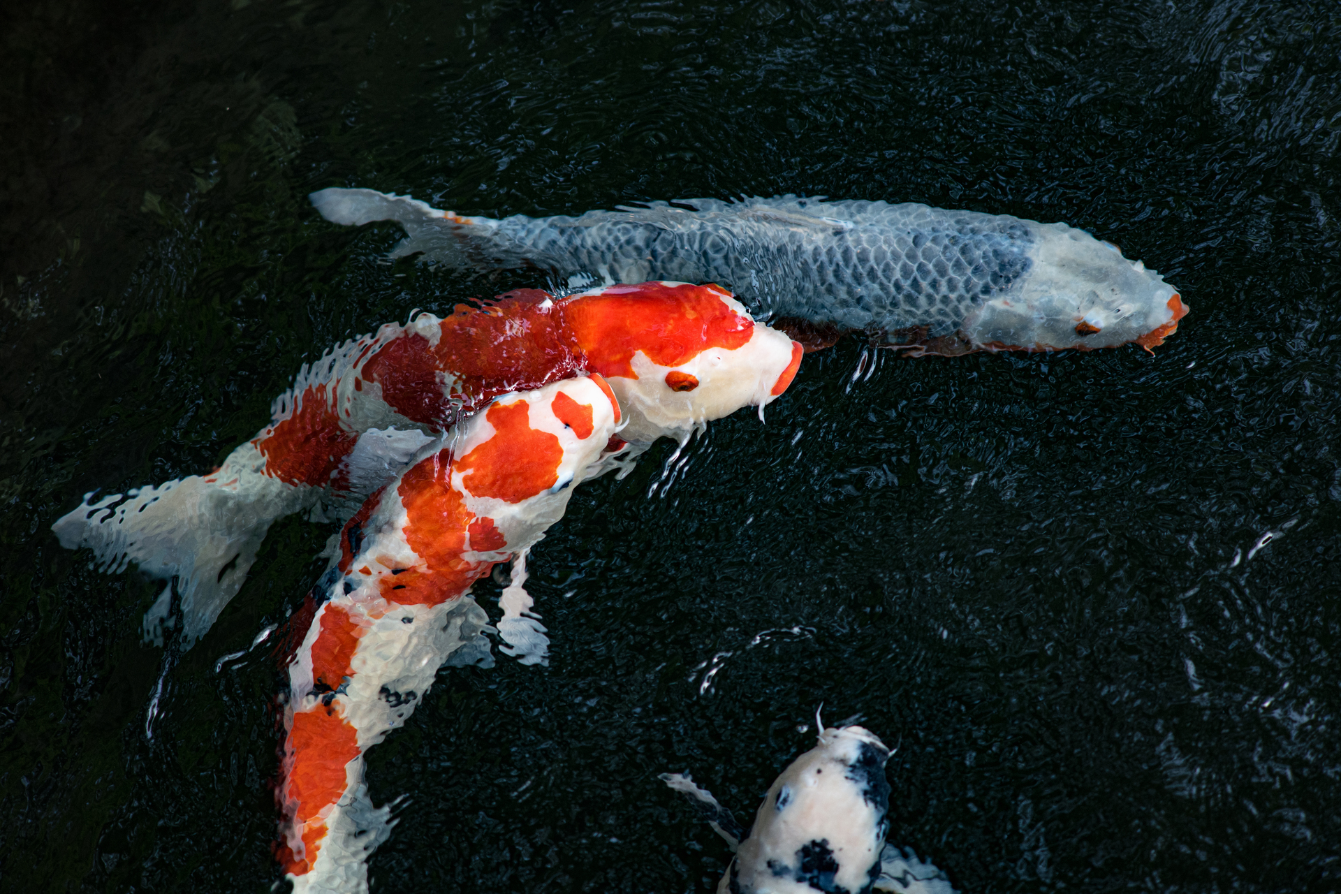 Several koi fish circling in a pond waiting for food. 