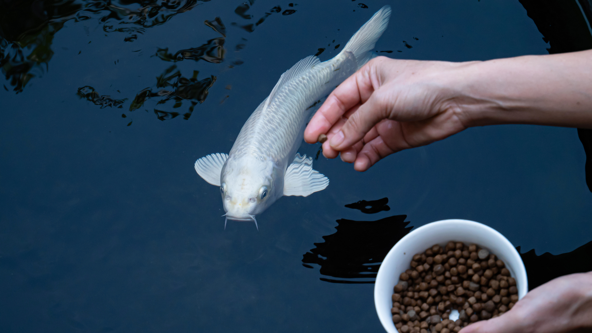 Feeding a koi fish by hand in a pond