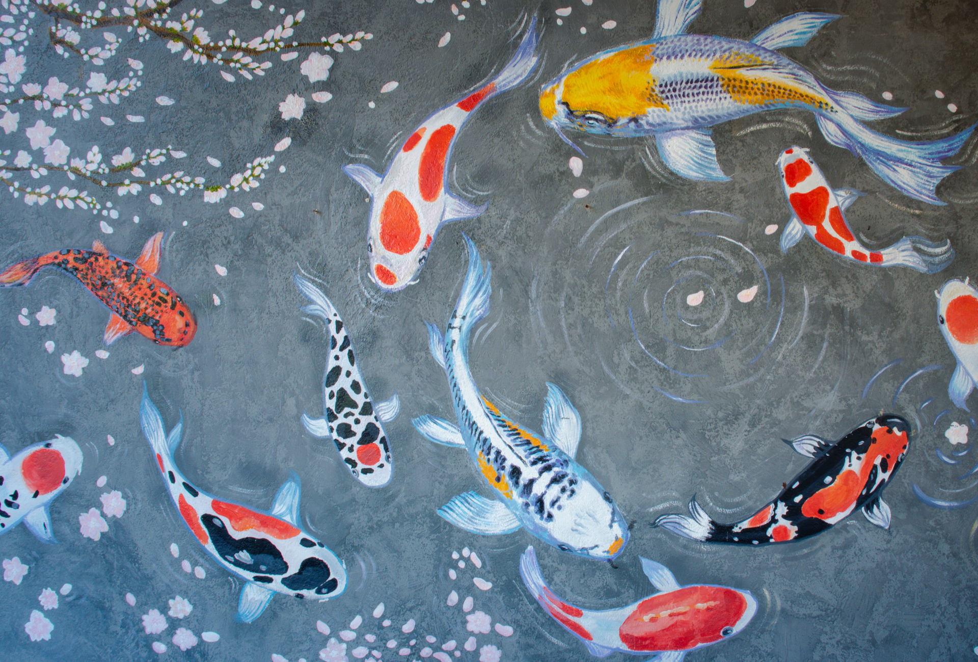 A bunch of koi swimming in a circle in a pond.